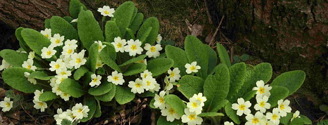 photo of primroses