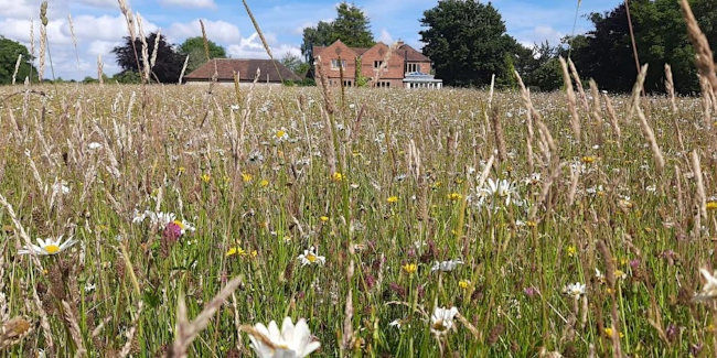 Sussex Wildlife Trust Wildflower Meadow