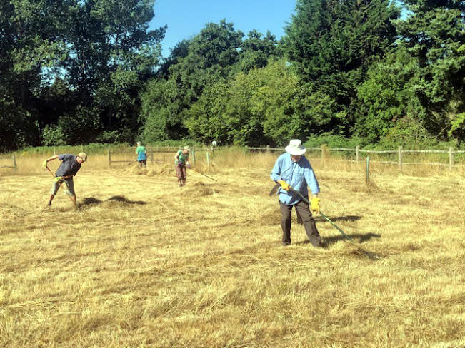 Members of Storrington Conservation Society haymaking