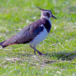 Photograph of a lapwing