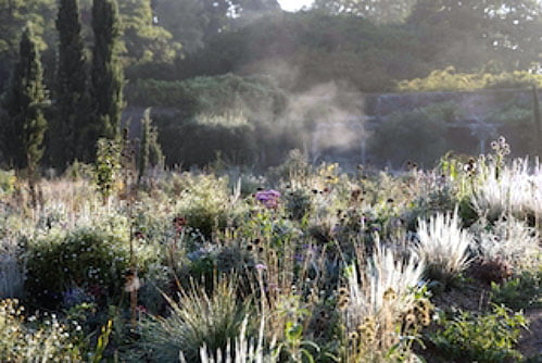 Grassland at Knepp Castle