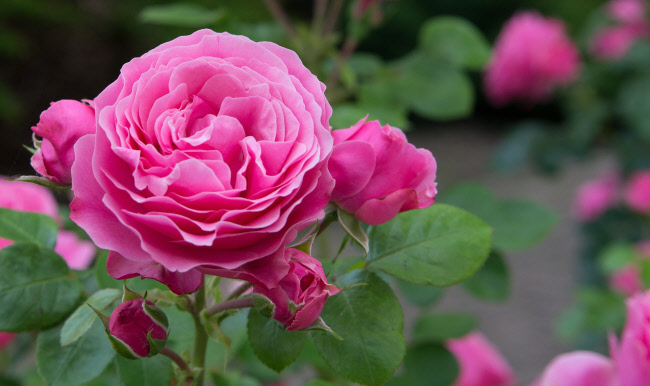 photo of rose blossom