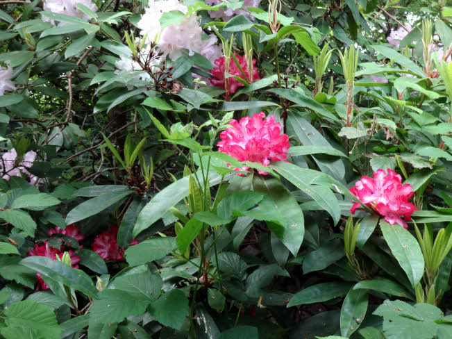 Photograph of rhododendrons