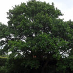 Photo of a tree for Storrington Conservation Society Newsletter
