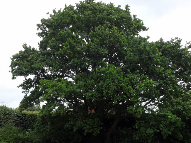 Photo of a tree for Storrington Conservation Society Newsletter