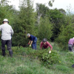 Storrington Conservation Volunteers at work clearing heathland