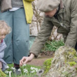 child and adult looking at snowdrops