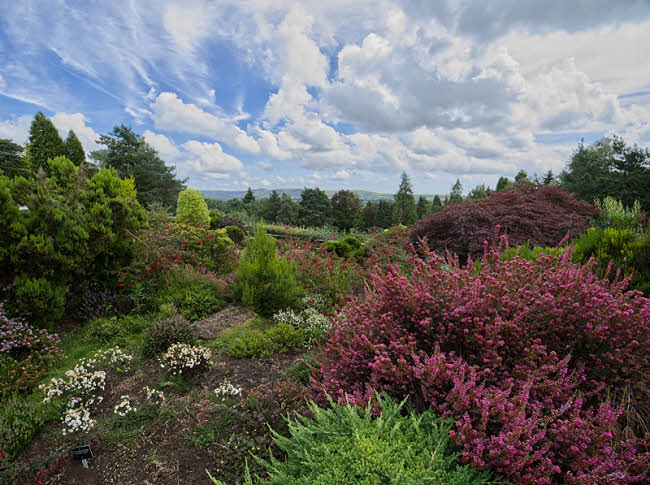 View of Champs Hill Garden Coldwaltham oped under NGS Garden Scheme