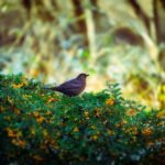 Photo of bird sitting on a hedge