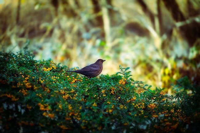 Photo of bird sitting on a hedge