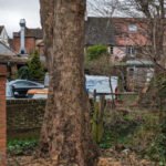 Sycamore stump at Place Villerest Storrington