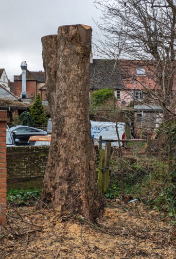 Sycamore stump at Place Villerest Storrington