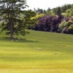 Grassland with trees and sheep on South Downs