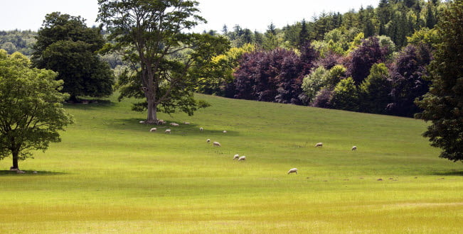 Grassland with trees and sheep on South Downs