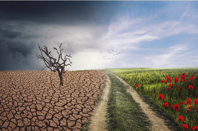 picture showing effect of climate change, desert and poppies