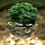 A tree hatching from an egg simulating