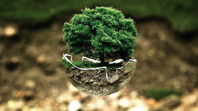 A tree hatching from an egg simulating