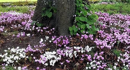 Cyclamen