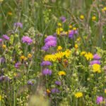 Wildflower meadow