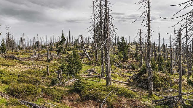 Bavarian forest effect of acid rain