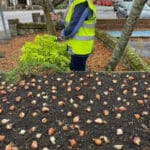 A lady planting tulip bulbs for Storrington in Bloom