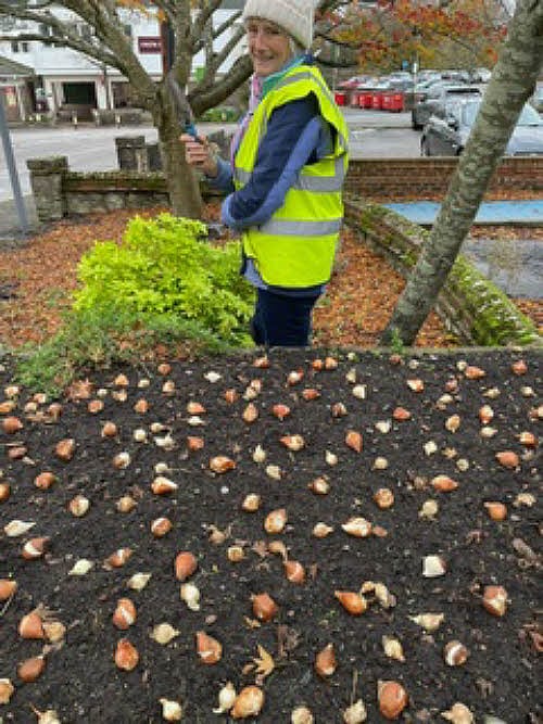 A lady planting tulip bulbs for Storrington in Bloom