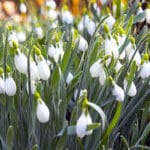 Photo of Snowdrops