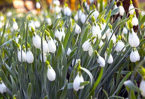Photo of Snowdrops