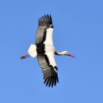 White Stork flying