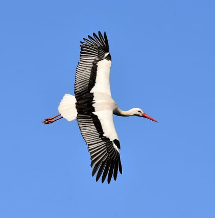 White Stork flying