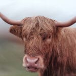 Photo of a Longhorn cow.