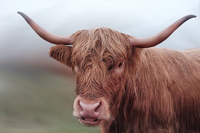 Photo of a Longhorn cow.