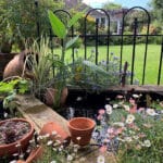 Pots and lawn in NGS garden