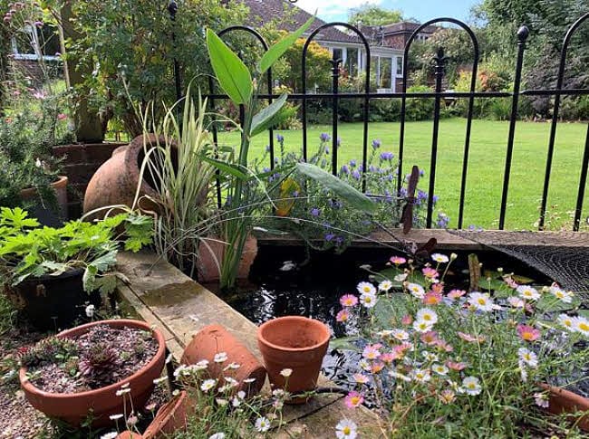Pots and lawn in NGS garden