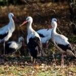 Stork Gathering