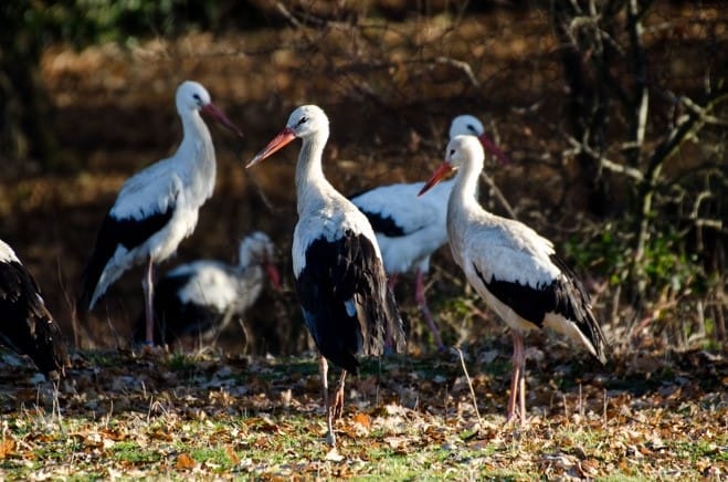 Stork Gathering