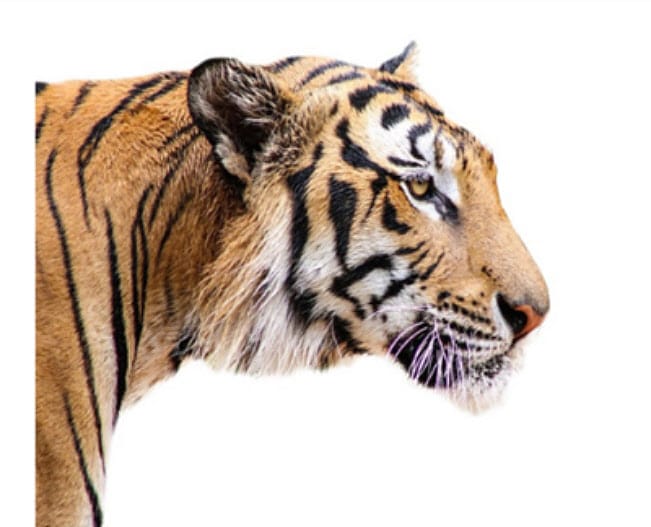 Photo of a tiger's head