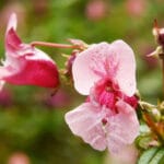 Flowers of Himalayan Balsam