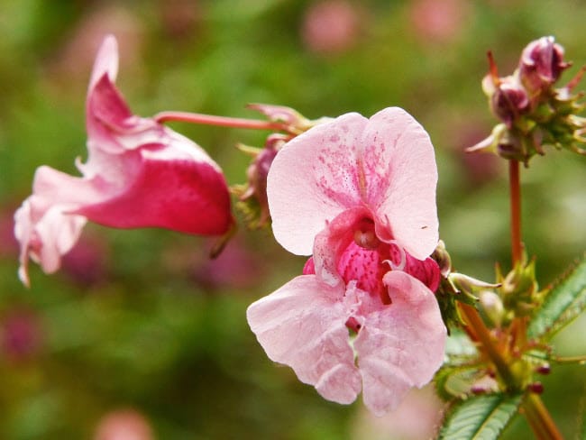 Flowers of Himalayan Balsam