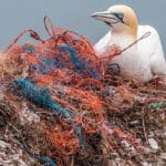 photo of seabird surrounded by plastic pollution