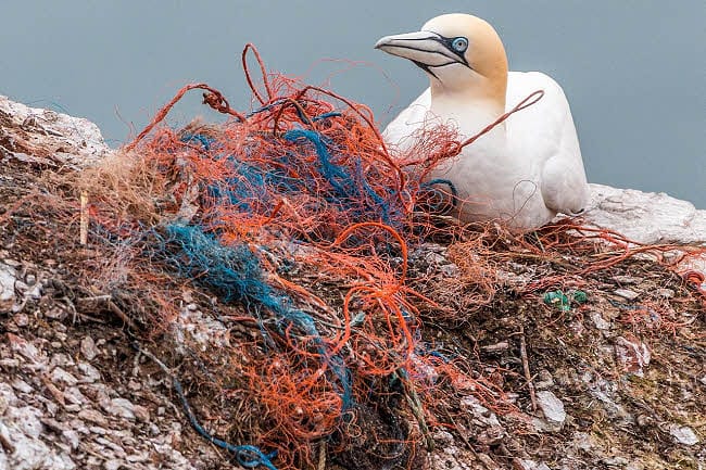 photo of seabird surrounded by plastic pollution