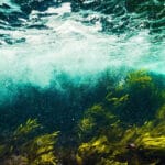 A photo of seaweed underwater.