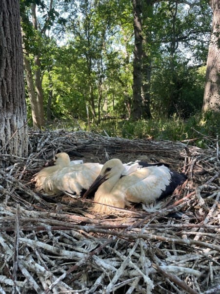 Young white storks GBY8 and GBY9 as nestlings