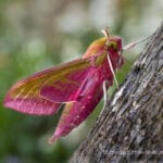 Elephant Hawk moth