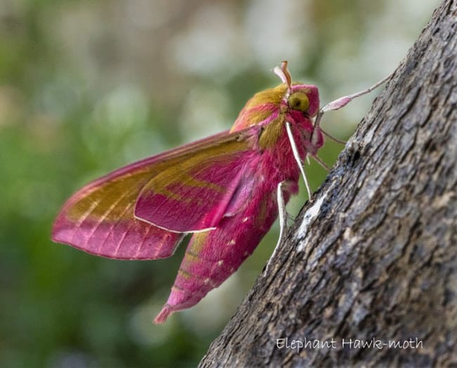 Elephant Hawk moth