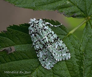 Merveille du Jour