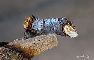 Buff Tip moth