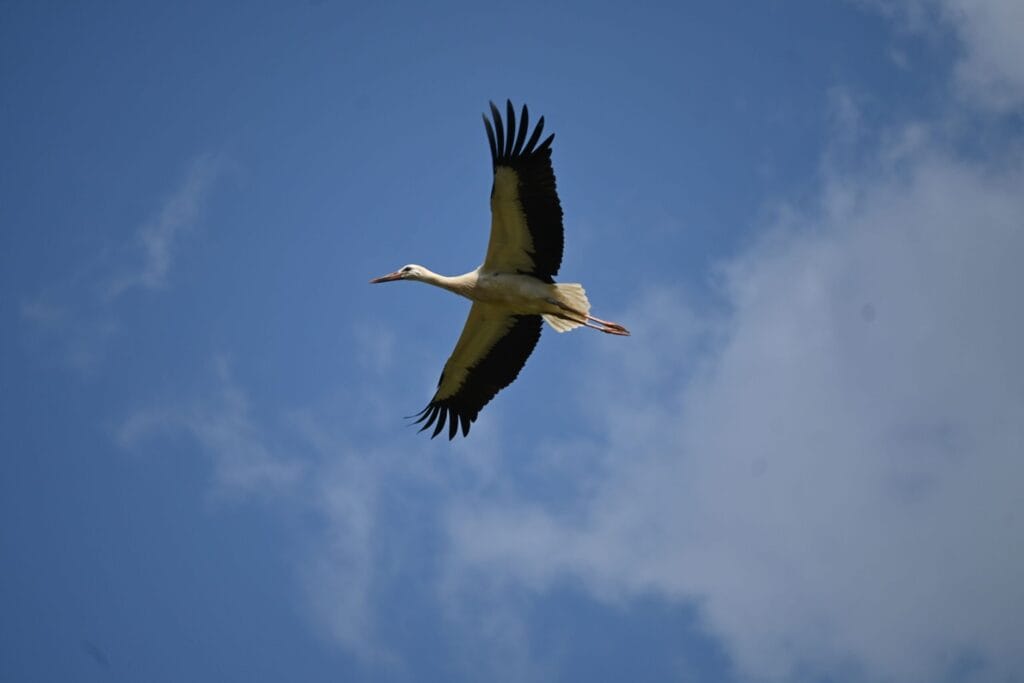 White Stork on migration