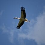 White Stork on migration