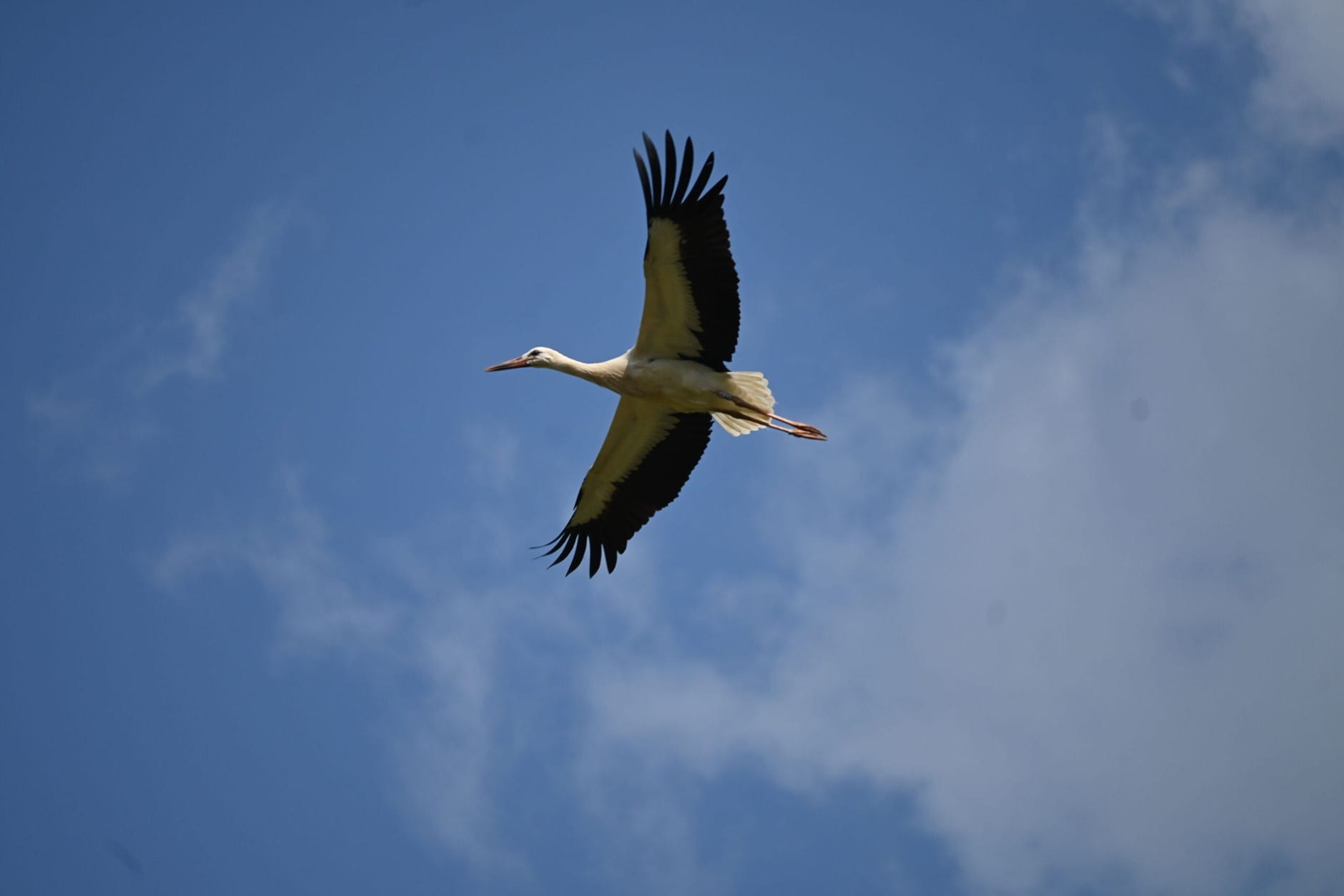 White Stork on migration
